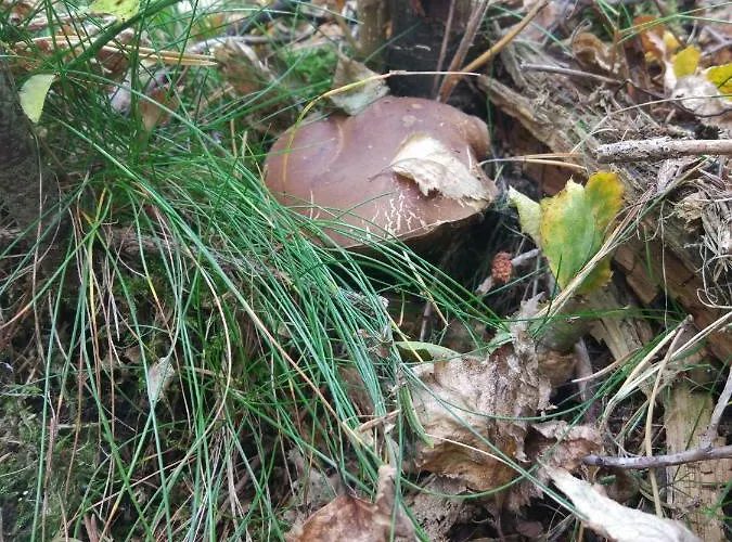 Wakacyjne Familia 別荘 *